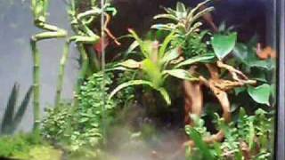 Exo Terra Terrarium Rainforest 60  45  60 part 1 [upl. by Ahseken]