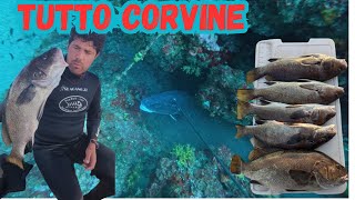 CORVINE ENORMI Pesca in Apnea alle Corvine Giganti [upl. by Yrgoerg330]