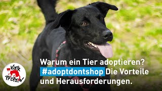 Warum ein Tier adoptieren  VIER PFOTEN [upl. by Theola]