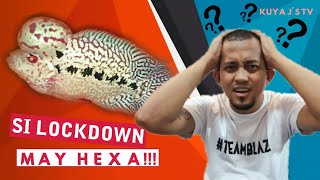 FLOWERHORN HEXAMITA TREATMENT WHAT TO DO [upl. by Ranger822]