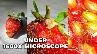 Strawberries under the microscope  microbes under the microscope [upl. by Lalaj]