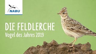 Die Feldlerche  Vogel des Jahres 2019 [upl. by Ettennek]