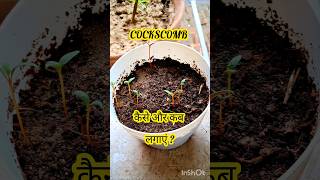 Cockscomb Seedling 🌱 cockscomb celosia celosias seedplanting seeding shorts seeds flowers [upl. by Juster145]