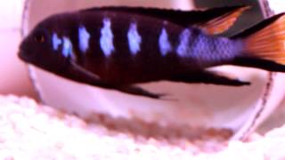 African Cichlid Species  Metriaclima sp Elongatus Chewere Part 2 [upl. by Stilla]