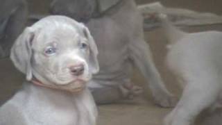 Weimaraner Puppies 1st Time Outside [upl. by Kaitlin]