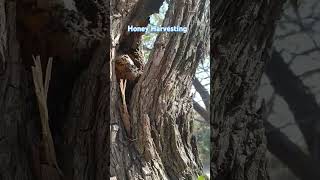 Honey Harvesting  How to harvesting honey from a beehive [upl. by Perrine]