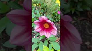 Dahlia coccinea  Red Dahlia Plants flowergarden plants nature beautiful shorts [upl. by Ddal]