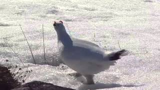 Rock Ptarmigan [upl. by Balcke]