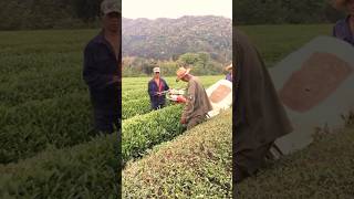 Practical Tea Harvesters satisfying HappyFarm85 [upl. by Yelekalb]