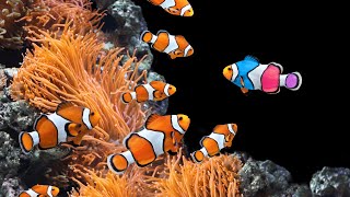 Clownfish or anemonefish Amphiprioninae  4K [upl. by Akinnej169]