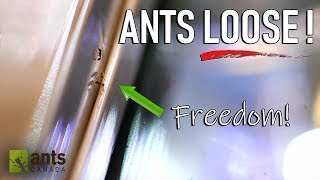 Allowing Ants to FreeRoam and Live in my Room [upl. by Eninahpets]