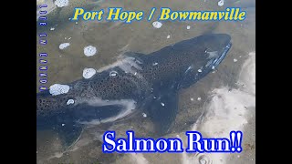 See How Salmon Run Port Hope  Bowmanville fishing nature salmon foryou fyp [upl. by Loris577]