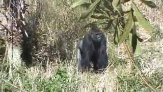 A Gorilla at Riverbanks Zoo Columbia SC [upl. by Charters748]