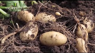 Comment planter des pommes de terre au potager  Truffaut [upl. by Ketchan866]