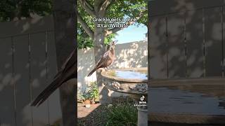 A Grackle visits the birdbath for a drink [upl. by Anoynek212]