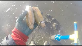 Razor Clam digging seafood subscribe like share fisherman share clam love longvideo life [upl. by Ytsirhk402]