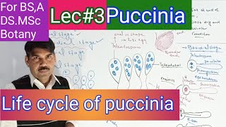 Life cycle of puccinia [upl. by Kuth933]