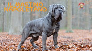 Il mastino Napoletano Il sopravvissuto [upl. by Annaed]