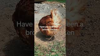 What a broody chicken looks like [upl. by Alyakim]