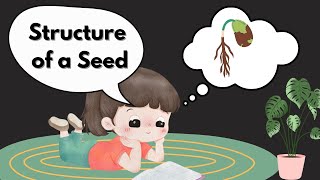 Structure of Seed Science for Kids Parts of a Seed [upl. by September]