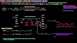 Protein  Amino Acid Metabolism Part 4 of 8  Glutamate Dehydrogenase GLDH [upl. by Zilada]