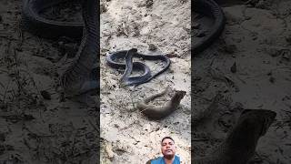 mongoose  vs  snek faith  shorts viralvideo trendingvideo [upl. by Hubing162]