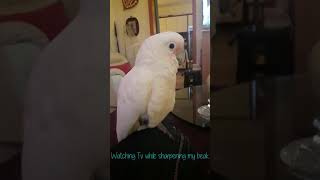 Goffin Cockatoo Beak Grinding  Goffin Cockatoo Beak Sounds [upl. by Epotimet]