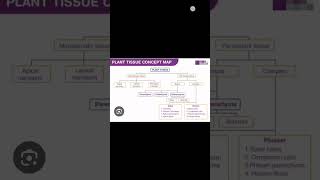 class 9th science ch tissues notes plant tissue mind map important education science shortvideo [upl. by Roselin43]