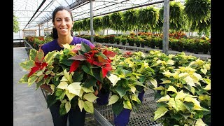 Poinsettia Care  Tips amp Tricks [upl. by Anivlem990]