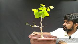 Pongamia pinnata  plant updates repotting grafting with updates [upl. by Perseus]