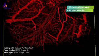 Mouse brain vasculature visualized by 3Dimmunofluorescence using CD31PECAM1 Antibody [upl. by Hael]