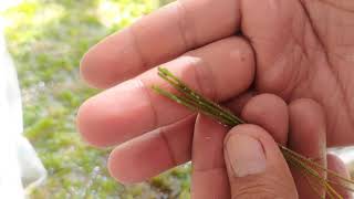 Drosera Filiformis Propagation [upl. by Mignonne]