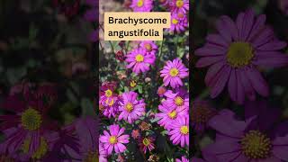 Brachyscome angustifolia Australian Native Daisies [upl. by Yael]