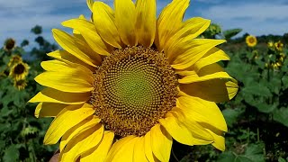 Girasol mirasol maravilla maíz de teja acahual Helianthus annuus [upl. by Atinyl]