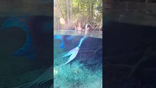 Playful mermaids laughing at the surface mermaid mermaidtail friends h2o underwater florida [upl. by Sidras]