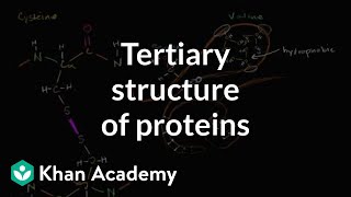 Tertiary structure of proteins  Macromolecules  Biology  Khan Academy [upl. by Vasyuta]