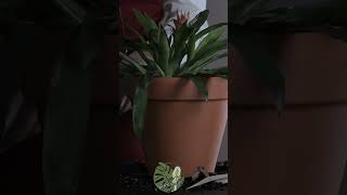 Choosing the Perfect Pot for Guzmania Lingulata  ASMR Plant Care asmr guzmania pot plantcare [upl. by Ahsimin]