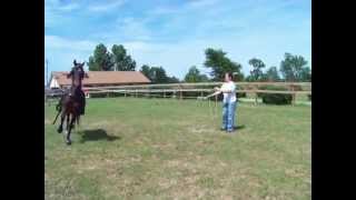 Morgan horse Mare Sweet Promise driving [upl. by Kain]