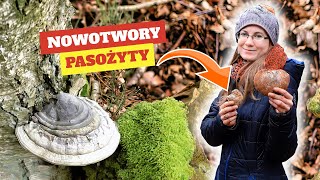 Niezastąpiony Przy Pasożytach i Nowotworach [upl. by Clynes6]