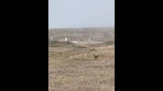 Deer Run Through the Fog deer animals wildlife nature bodegabay natureanimal naturelovers [upl. by Kceb]