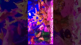 Gold fish setup petfish goldfishhome [upl. by Krebs]