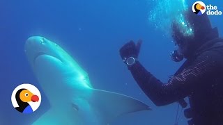 Shark Thanks Diver For Removing Nasty Hook  The Dodo [upl. by Ludba]