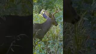 Trail Camera Sneaky Swamp Buck youtubeshorts animals wildlife [upl. by Nettirb7]