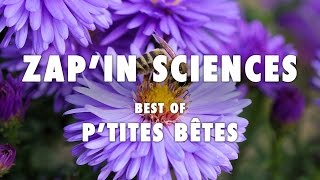 ZapIn Sciences best of ptites bêtes  LEsprit Sorcier [upl. by Allyson]