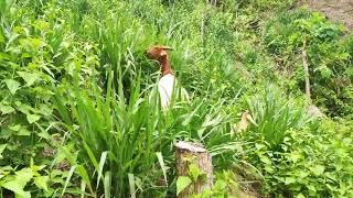 Goats Grazing Mulato II Grass  Best Grass for Rotational Grazing System [upl. by Trude]