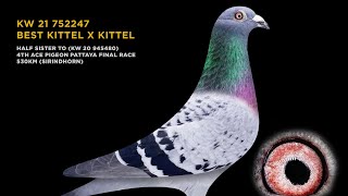 UNBOXING BEST KITTEL X KITTEL BRED BY BADER ALSANAFI  KUWAIT BIRD  LAS VEGAS  PIPA BEST KITTEL [upl. by Ailene]