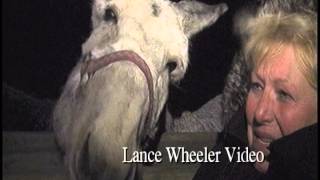 Long Eared Donkeys Love This Weather Lance Wheeler Video [upl. by Luanni]