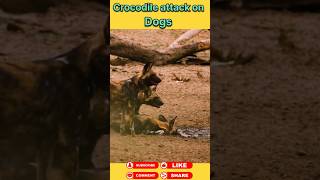 Crocodile attack on dogs animals wildanimal shortsviral [upl. by Rodger297]