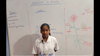 Presentation I Nutrition in plants  Class 7 Science  CBSE  NCERT I 7thStudentMuskan Sahu [upl. by Annoyt983]