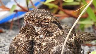 Savanna Nightjar mummy relaxing [upl. by Lemmy]